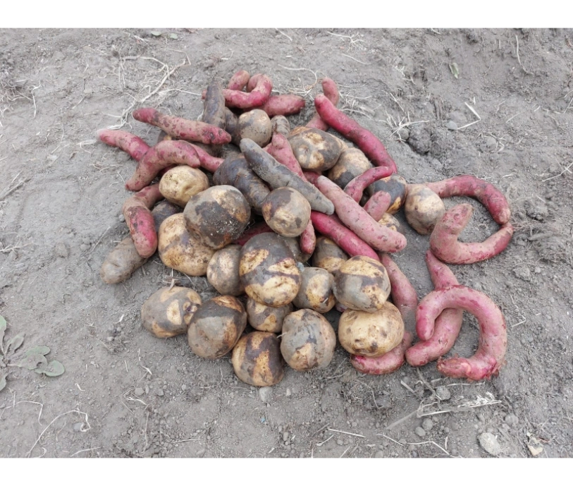 Diversidad de papas nativas; ampliar fotografía